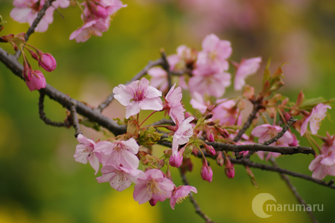 菜の花の上で咲く河津桜