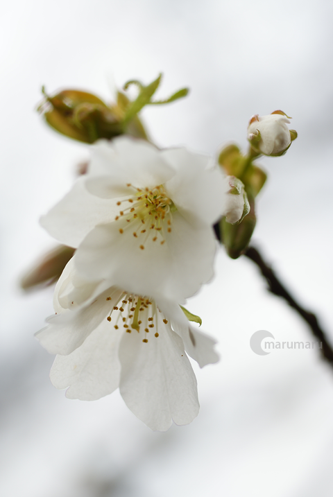白っぽい桜