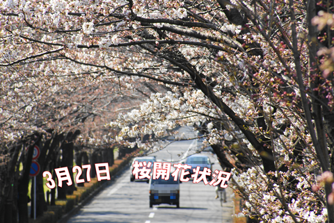 2010.03.27桜開花状況