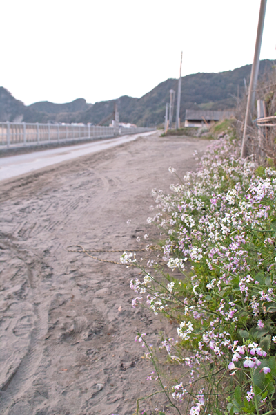 海岸の花と道