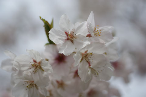 里見桜.jpg