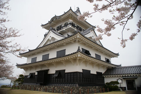 館山城と桜.jpg