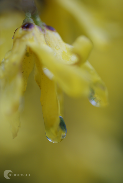 黄色い花.png
