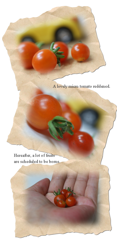 マイクロトマトの画像