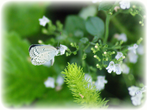 ハーブの小さな花にとまった小さなシジミ蝶の写真