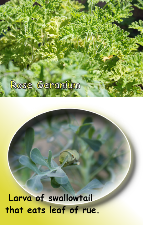 ローズゼラニウムとルーと幼虫の写真