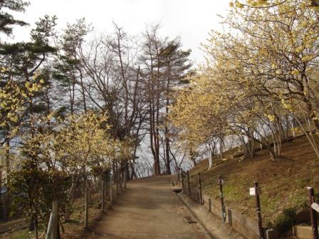 蝋梅の咲いている小道の写真