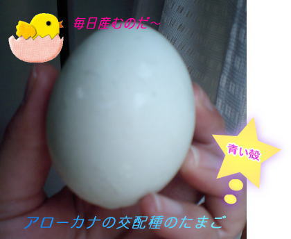 egg_Bjpg.jpg