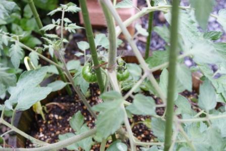 種から芽が出たトマトの苗の写真