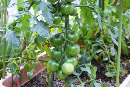 今年買って植えたトマトの苗
