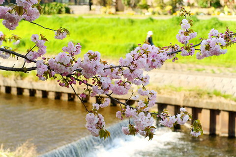 河原の八重桜