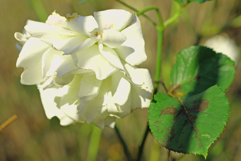 庭の白薔薇