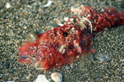 赤い海藻