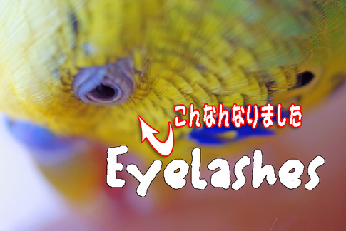 Eyelashes_osugi