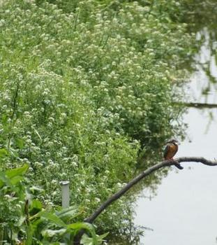 シロツメクサが咲く河原沿いのカワセミ