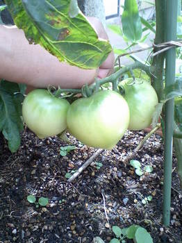 tomato6.24.JPG