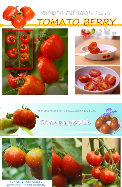 赤くなったトマトの写真